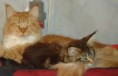 /album/fenykepgaleria/maine-coon-kiscicak-eladok-most-rendkivuli-kedvezmennyel-macska-jpg/