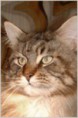 /album/fenykepgaleria/ped139-immagine-big-jpg/