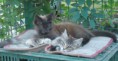 /album/fenykepgaleria/a304797-10151005037986850-1129644797-n-jpg/