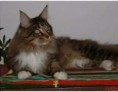 /album/fenykepgaleria/maine-coon-cicak-eladok-rendkivuli-akcioban-szekesfehervar-jpg/