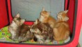 /album/fenykepgaleria/maine-coon-kiscicak-eladok-most-rendkivuli-kedvezmennyel-egyeb-telepules-jpg/