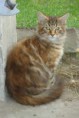 /album/fenykepgaleria/maine-coon-kiscicak-eladok-most-rendkivuli-kedvezmennyel-kepek-jpg/
