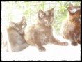 /album/fenykepgaleria/p9080015zu-jpg/