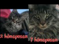 /album/fenykepgaleria/a23368-535235576516989-1318381309-n-jpg/